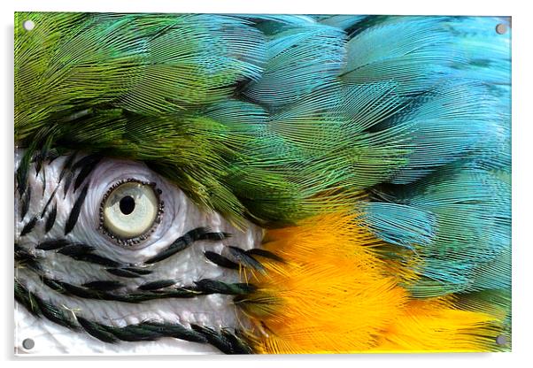 Macaw up close Acrylic by John Mayhew
