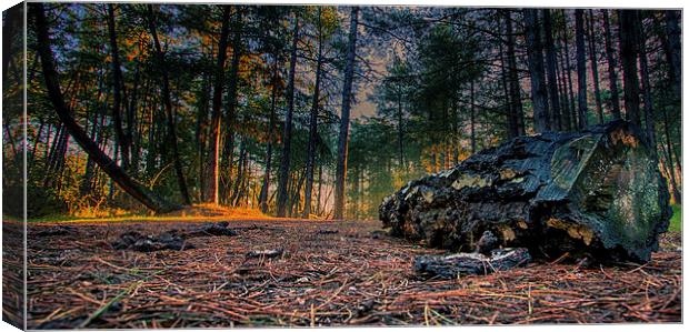 Within the forest Canvas Print by Mark Bunning