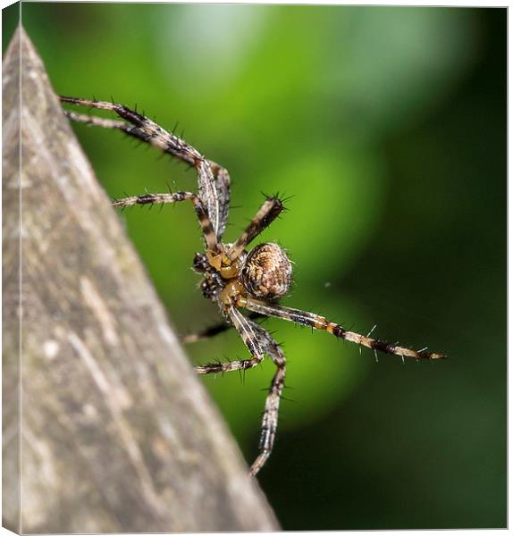 Male European garden spider Canvas Print by Mark Hobbs