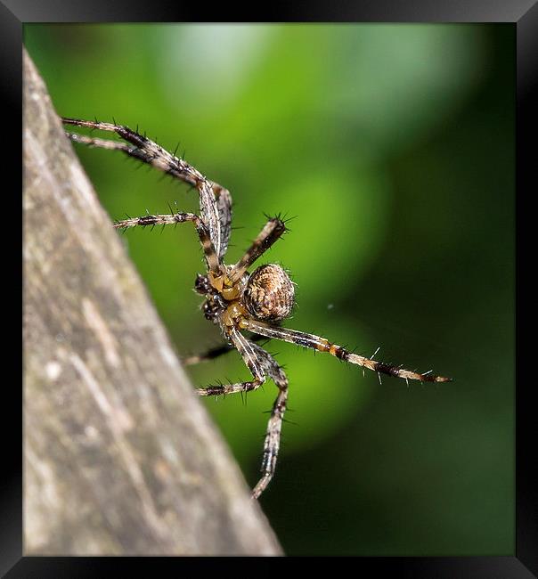 Male European garden spider Framed Print by Mark Hobbs