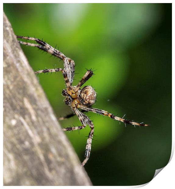 Male European garden spider Print by Mark Hobbs
