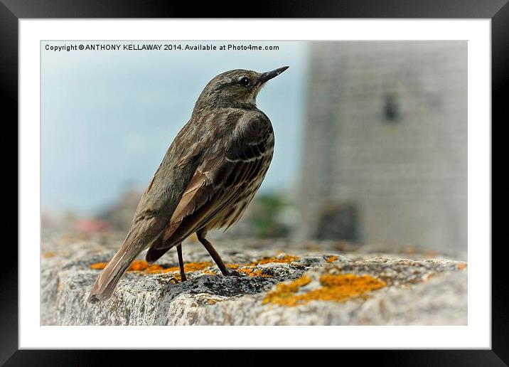 ROCK PIPIT Framed Mounted Print by Anthony Kellaway