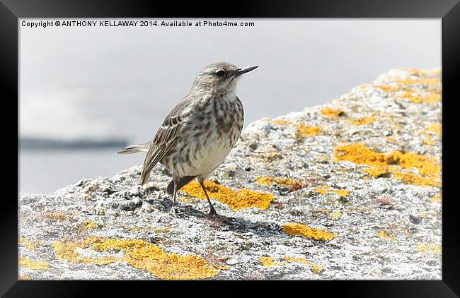 ROCK PIPIT FRONT VIEW Framed Print by Anthony Kellaway