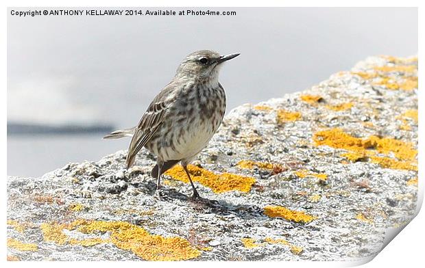 ROCK PIPIT FRONT VIEW Print by Anthony Kellaway