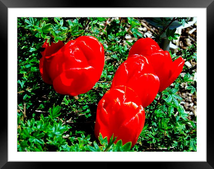 Glorious Red Tulips Framed Mounted Print by Bill Lighterness
