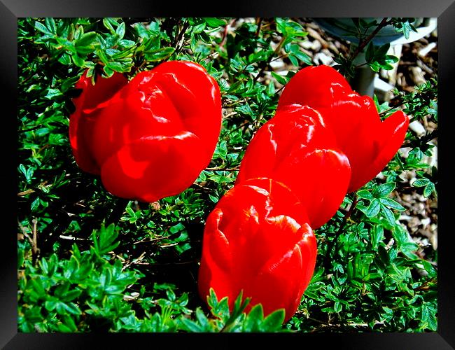 Glorious Red Tulips Framed Print by Bill Lighterness