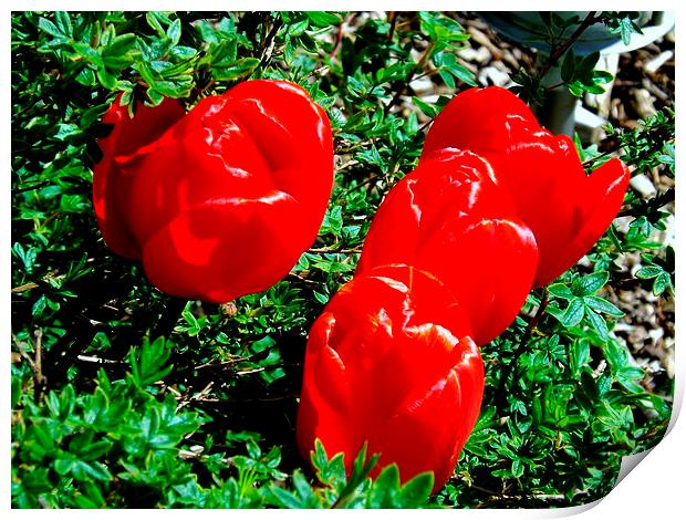 Glorious Red Tulips Print by Bill Lighterness
