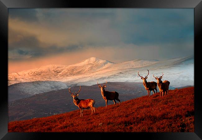 Bachelor group of stags Framed Print by Macrae Images