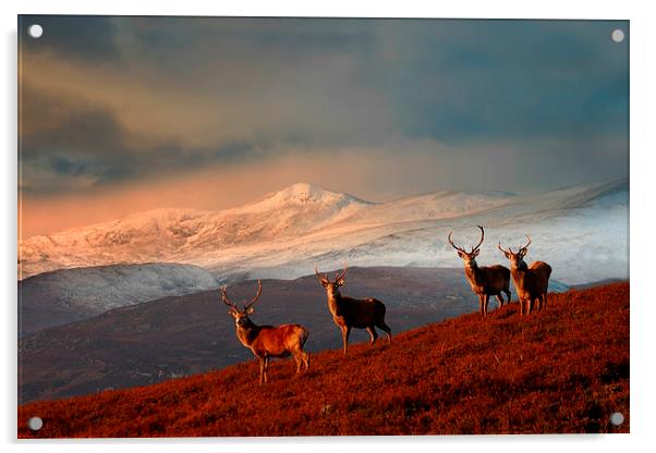 Bachelor group of stags Acrylic by Macrae Images