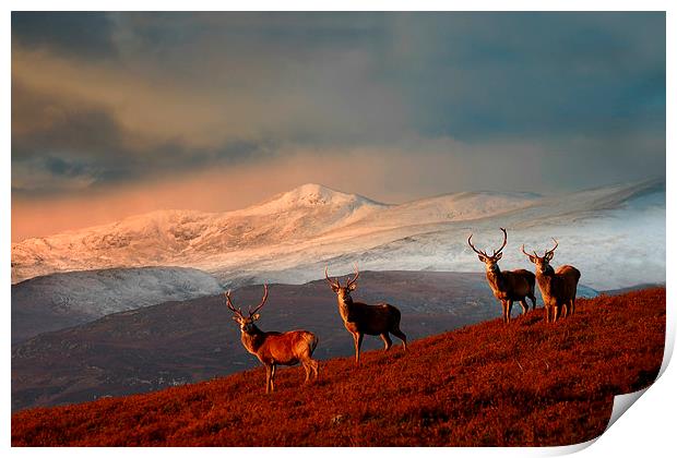 Bachelor group of stags Print by Macrae Images