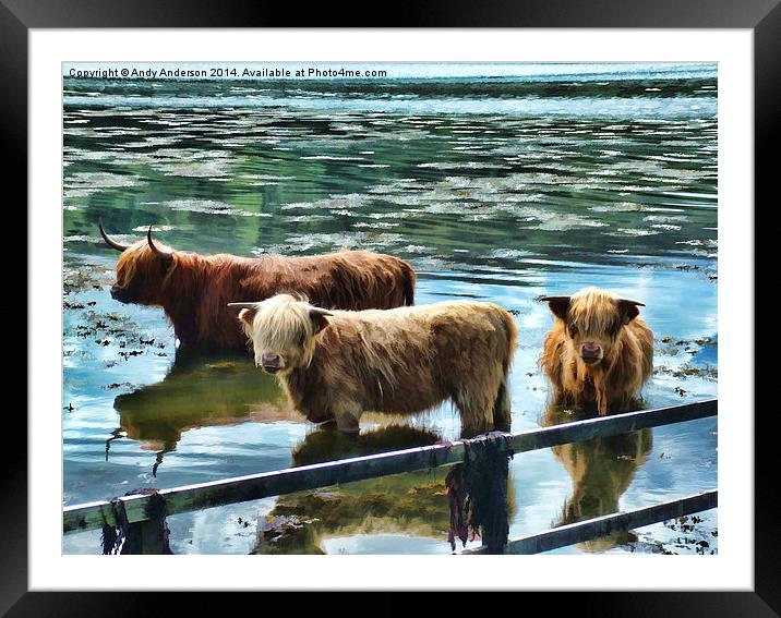 Highland Cattle Cooling Framed Mounted Print by Andy Anderson