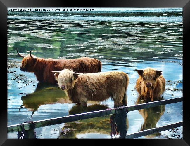 Highland Cattle Cooling Framed Print by Andy Anderson