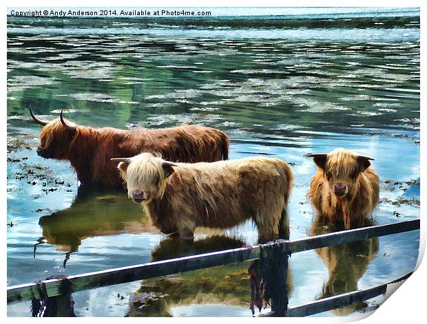 Highland Cattle Cooling Print by Andy Anderson