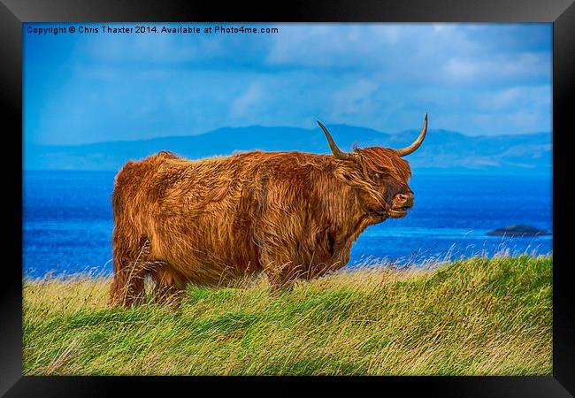 Highland Cow Framed Print by Chris Thaxter
