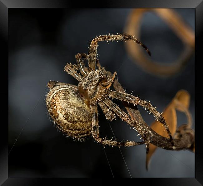 Female European garden Spider Framed Print by Mark Hobbs