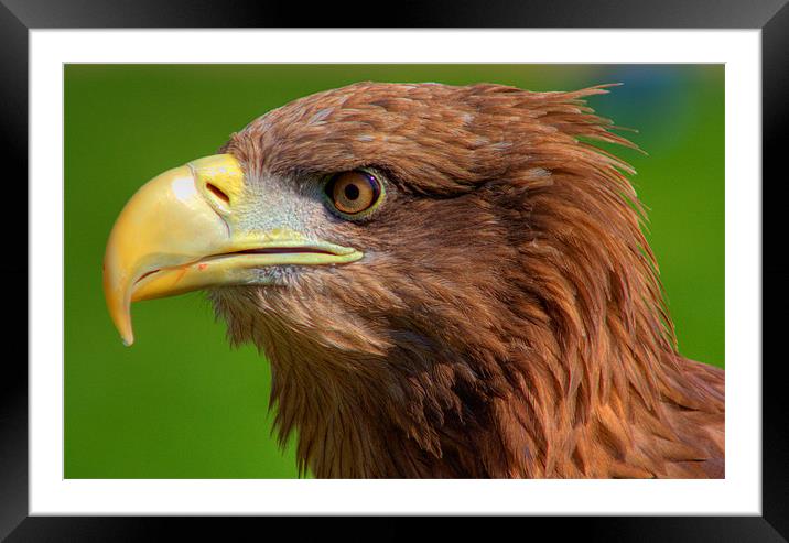 White tailed Sea Eagle Framed Mounted Print by Steve Wilson