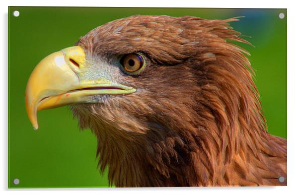 White tailed Sea Eagle Acrylic by Steve Wilson