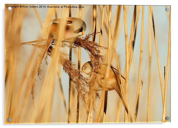 Bearded Tit pair Acrylic by Alan Sutton