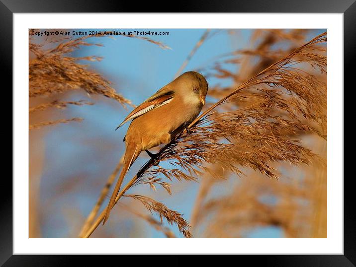 Female Bearded Tit Framed Mounted Print by Alan Sutton