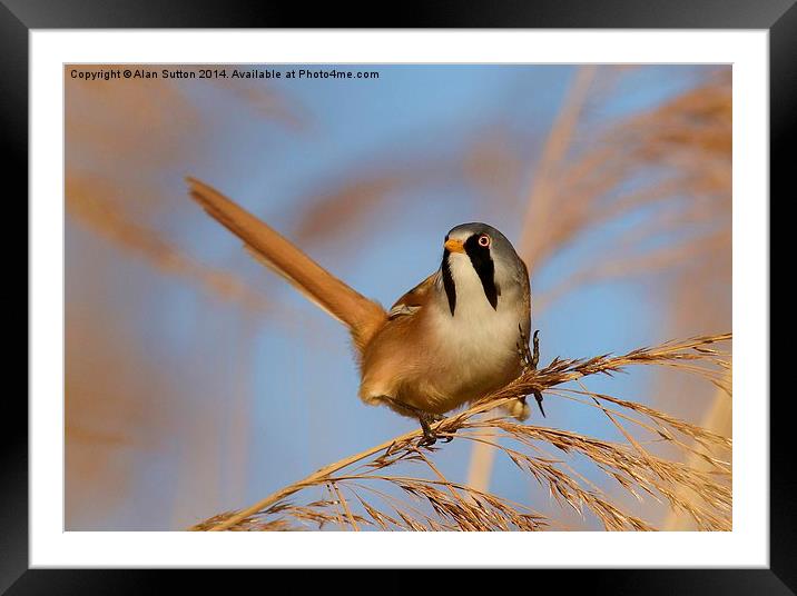 Male Bearded Tit Framed Mounted Print by Alan Sutton
