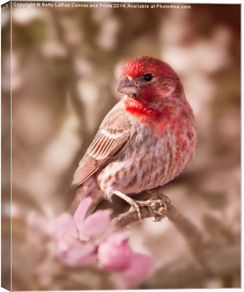Sweet Songbird Canvas Print by Betty LaRue