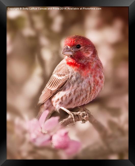Sweet Songbird Framed Print by Betty LaRue