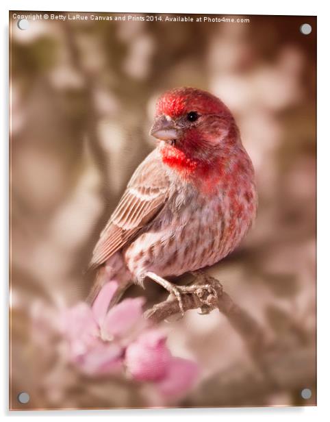 Sweet Songbird Acrylic by Betty LaRue