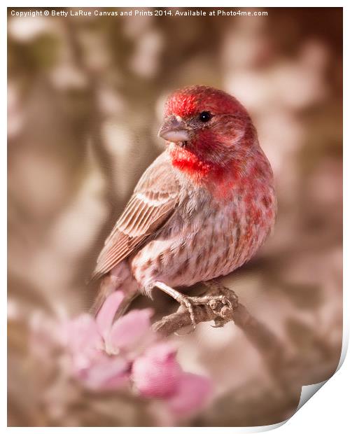 Sweet Songbird Print by Betty LaRue