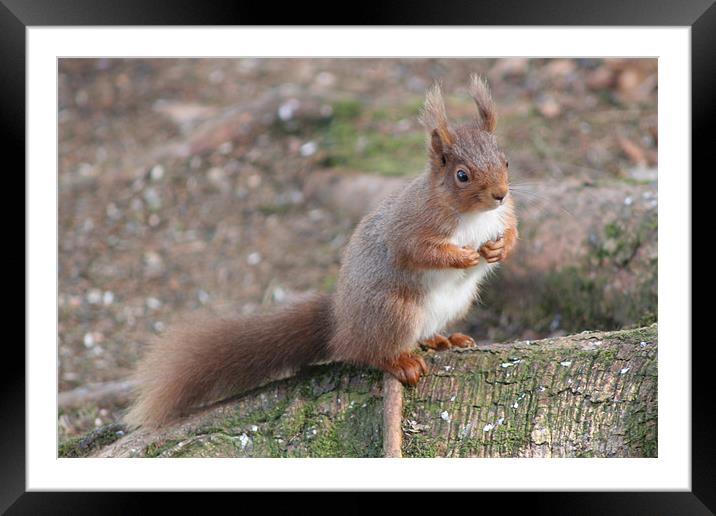 Red Squirrel Framed Mounted Print by Steve Wilson