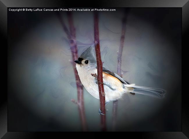 Tufted Titmouse Framed Print by Betty LaRue