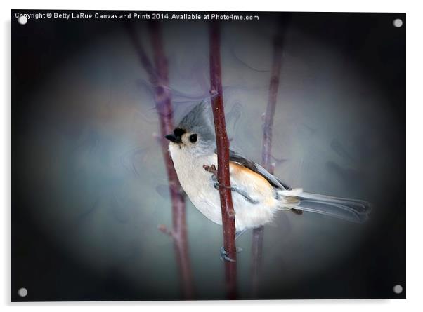 Tufted Titmouse Acrylic by Betty LaRue