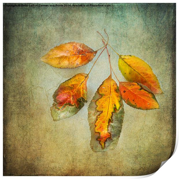 Five Autumn Leaves Print by Betty LaRue