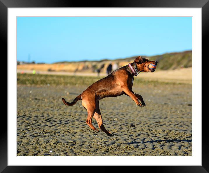 dog on the beach Framed Mounted Print by nick wastie