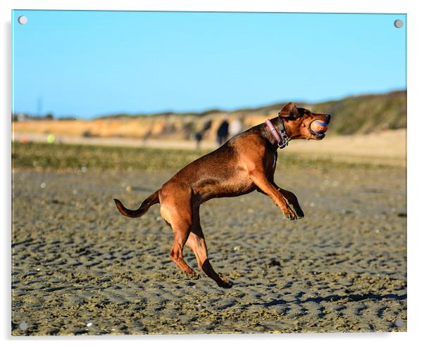 dog on the beach Acrylic by nick wastie