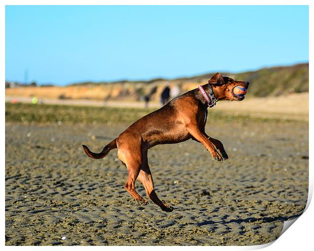 dog on the beach Print by nick wastie