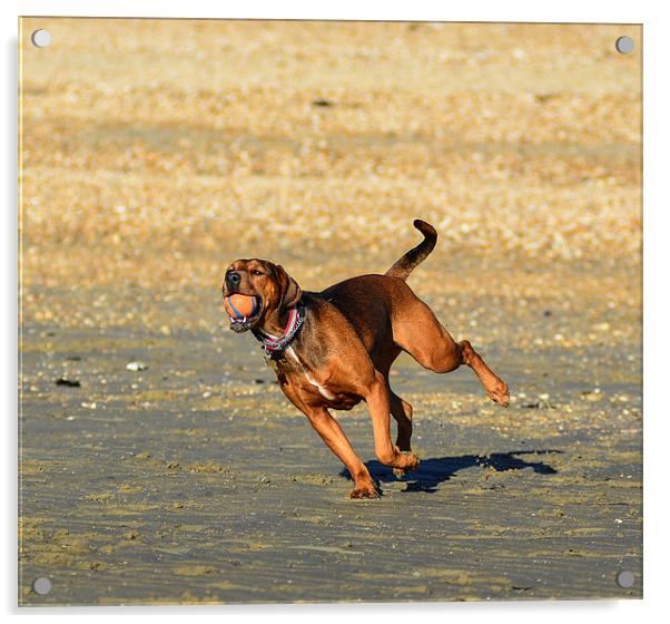 dog on beach Acrylic by nick wastie