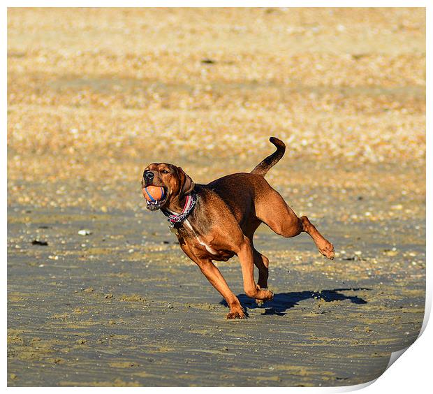 dog on beach Print by nick wastie