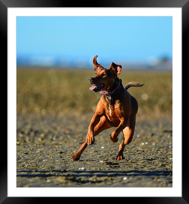 playful dog on the beach Framed Mounted Print by nick wastie