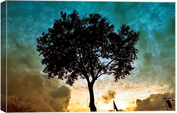 Tree & Clouds Canvas Print by Marco Buresti