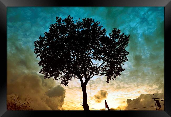 Tree & Clouds Framed Print by Marco Buresti