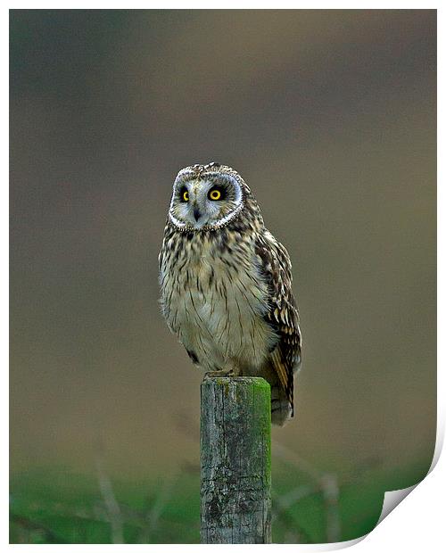 Short Eared Owl Print by Paul Scoullar