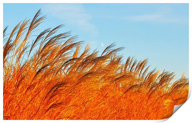 Golden Ears Of Wheat Print by Gabriela Olteanu
