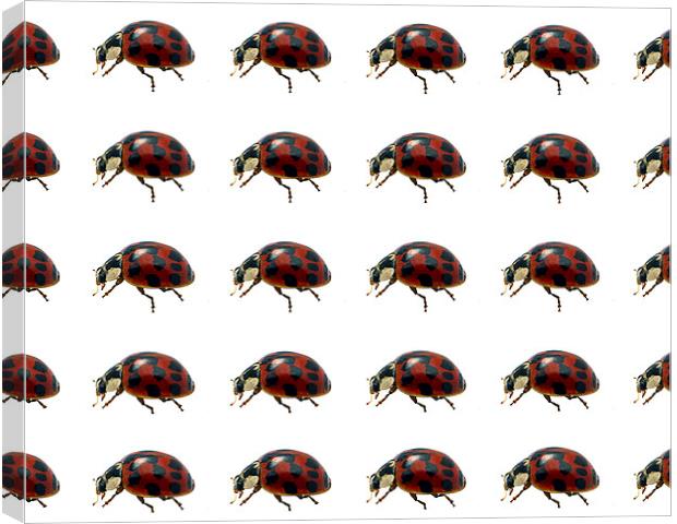 Ladybirds Canvas Print by Victor Burnside