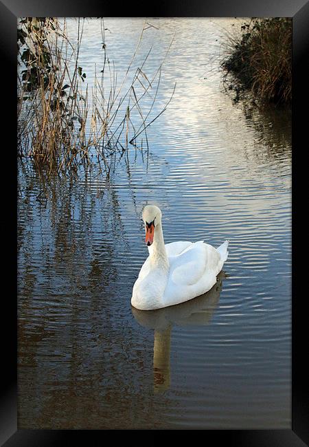 swan drifting Framed Print by Martyn Bennett