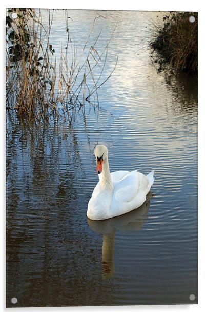 swan drifting Acrylic by Martyn Bennett