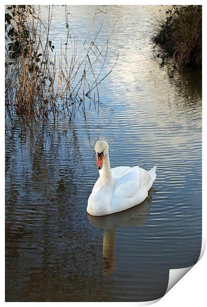 swan drifting Print by Martyn Bennett