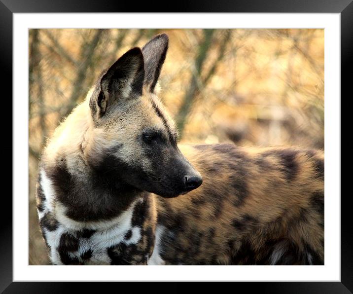 African Painted Dog Framed Mounted Print by Selena Chambers
