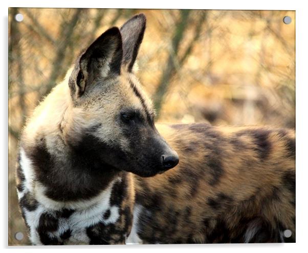 African Painted Dog Acrylic by Selena Chambers