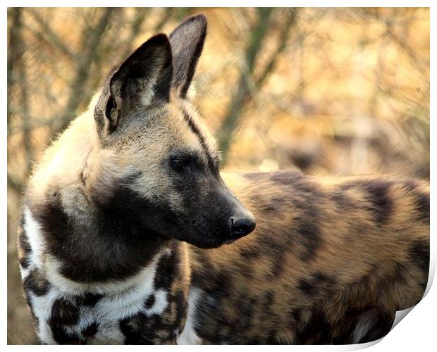 African Painted Dog Print by Selena Chambers