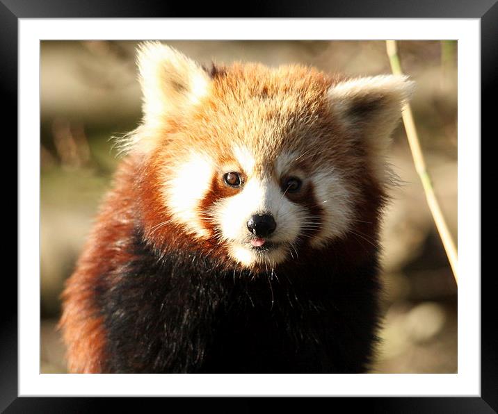 Cheeky Red Panda Framed Mounted Print by Selena Chambers